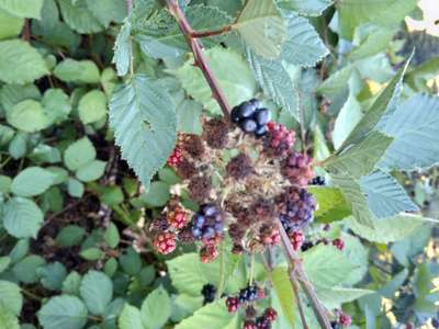 European Red Mite - Raspberry