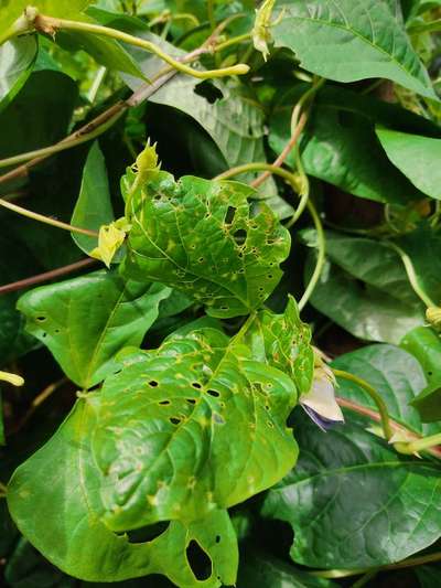 Flea Beetles - Bean