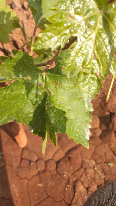 ಕುಕುರ್ಬಿಟ್ಸ್ ನ ಅಂಥ್ರಾಕ್ನೋಸ್ - ದ್ರಾಕ್ಷಿ