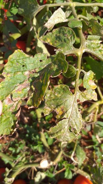 Mancha-de-septoria / Septoriose - Tomate