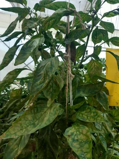 Chilli Cercospora Leaf Spot - Capsicum & Chilli