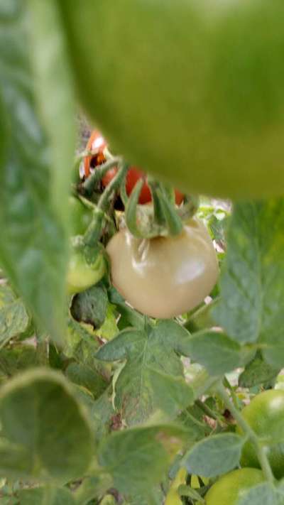 Alternaria Black Spot and Fruit Rot - Tomato