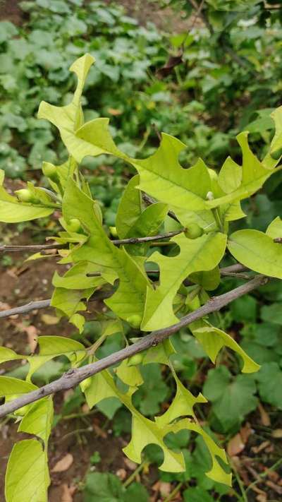 Nitrogen Deficiency - Citrus