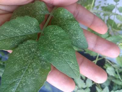 Spider Mites - Tomato