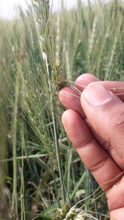 Tobacco Caterpillar - Wheat