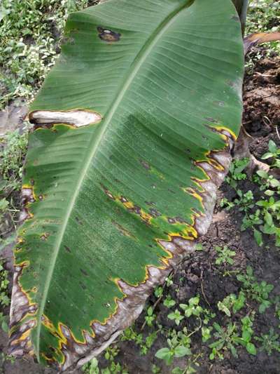 Leaf Blotch of Banana - Banana