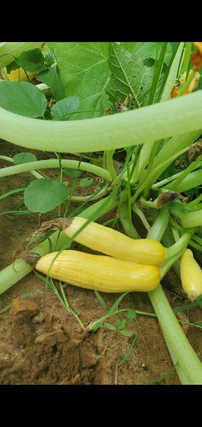 Blossom End Rot - Zucchini