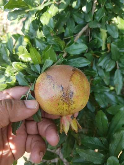 Chilli Thrips - Pomegranate