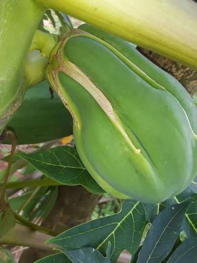 বোরনের অভাবজনিত রোগ - পেঁপে