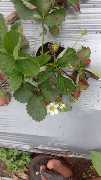 Rhizome Rot of Strawberry - Strawberry