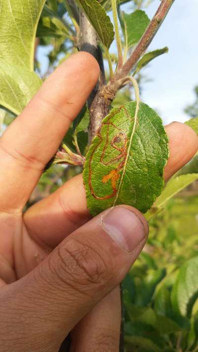 Leaf Miner Flies - Apple