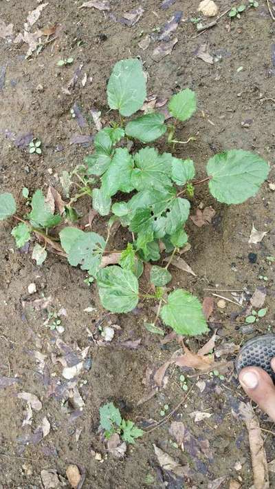 Flea Beetles - Okra