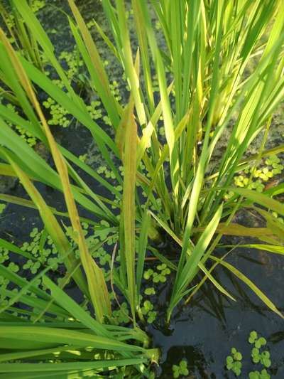 Deficiencia de zinc - Arroz