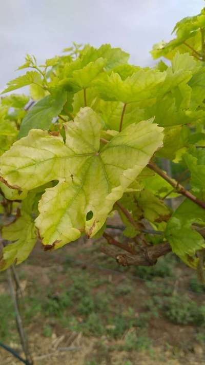 ಕಬ್ಬಿಣದ ಕೊರತೆ - ದ್ರಾಕ್ಷಿ