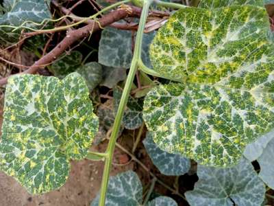 Cucumber Mosaic Virus - Pumpkin