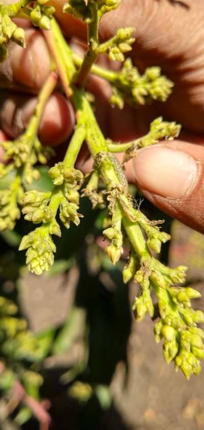 Tobacco Caterpillar - Mango