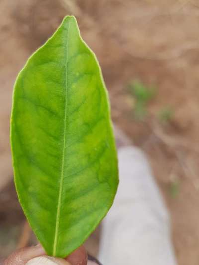 Calcium Deficiency - Citrus