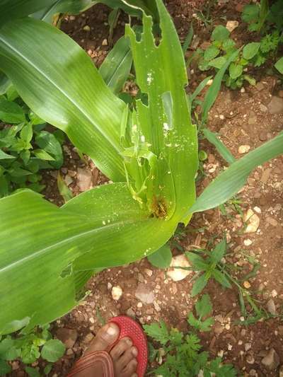 ಓರಿಯಂಟಲ್ ಆರ್ಮಿವರ್ಮ್ - ಮೆಕ್ಕೆ ಜೋಳ