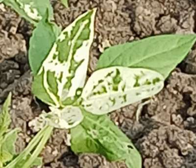 Leaf Variegation - Pigeon Pea & Red Gram