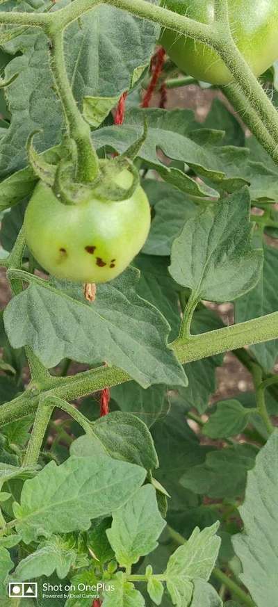 Bacterial Spot and Speck of Tomato - Tomato