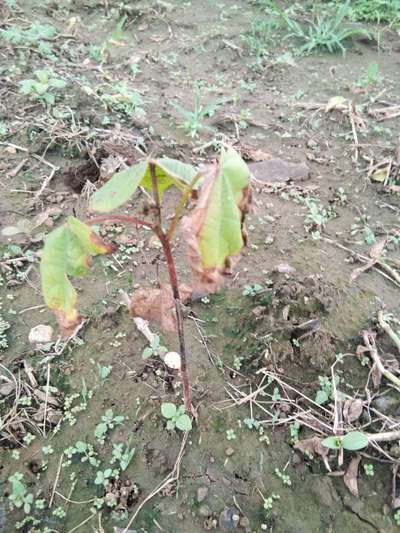 Herbicide Burn - Cotton