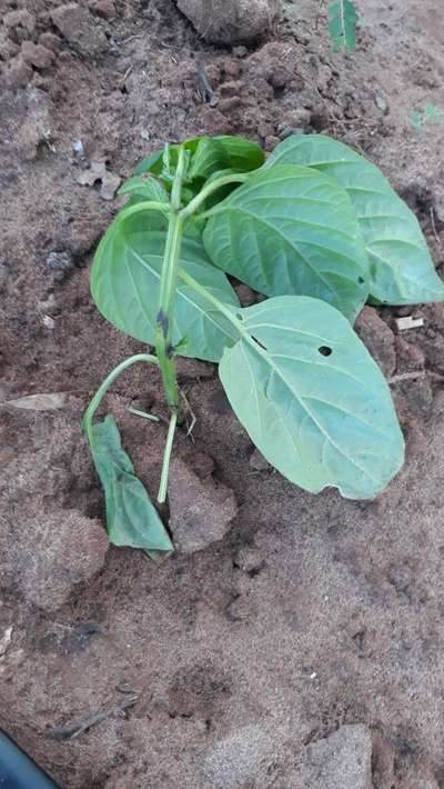 Early Blight - Capsicum & Chilli