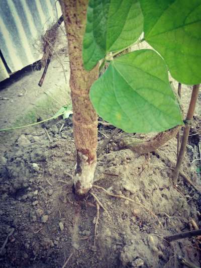 গোড়া ও আগা পচা রোগ - শিম