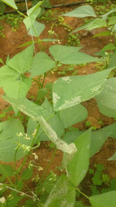 Leaf Miner Flies - Bean