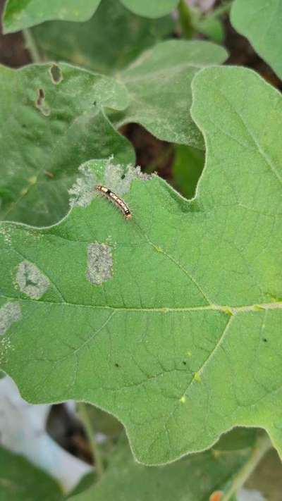 Hairy Caterpillars - Brinjal