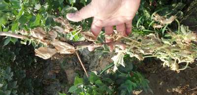 Fusarium Wilt - Cotton