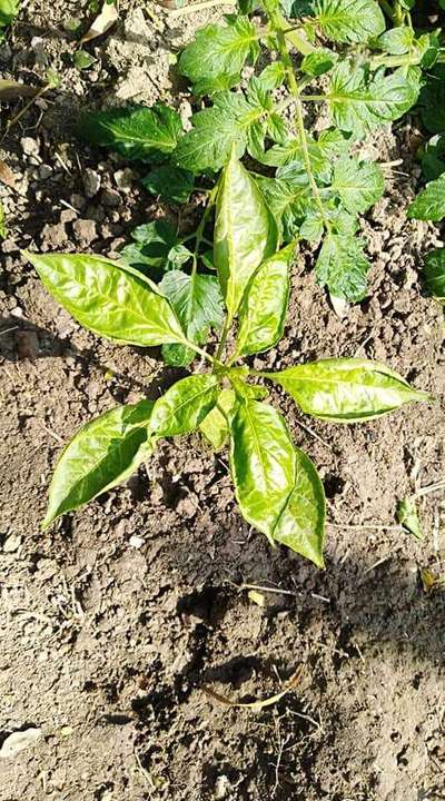 Thrips - Capsicum & Chilli