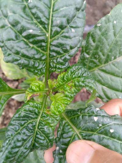 Aphids - Capsicum & Chilli