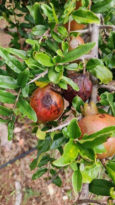 Bacterial Blight of Pomegranate - Pomegranate