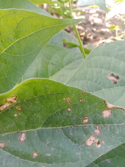 Cercospora Leaf Spot of Cotton - Bean