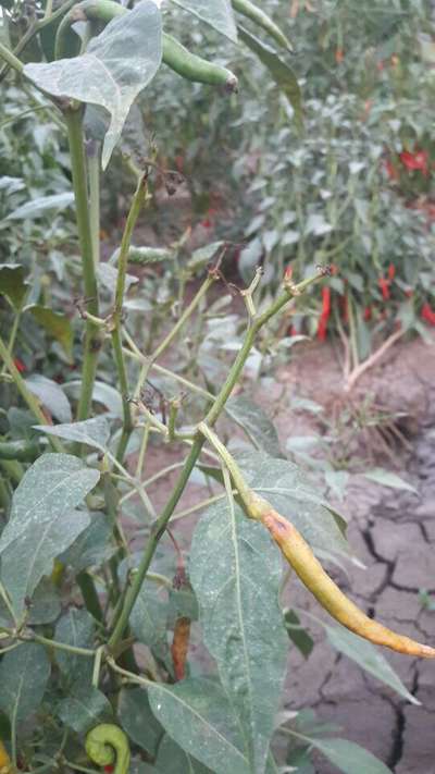 Powdery Mildew of Pepper - Capsicum & Chilli