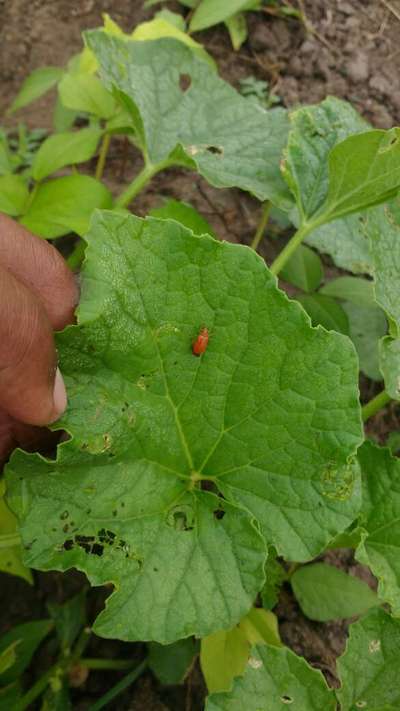 Flea Beetles - Cucumber