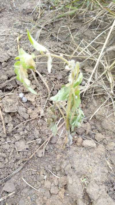 Foot and Collar Rot - Tomato