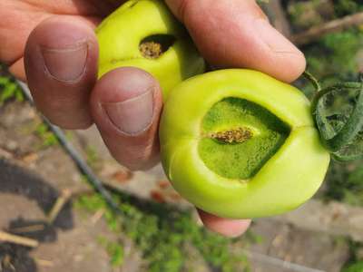 Cicatriz leñosa pistilar o carigato - Tomate