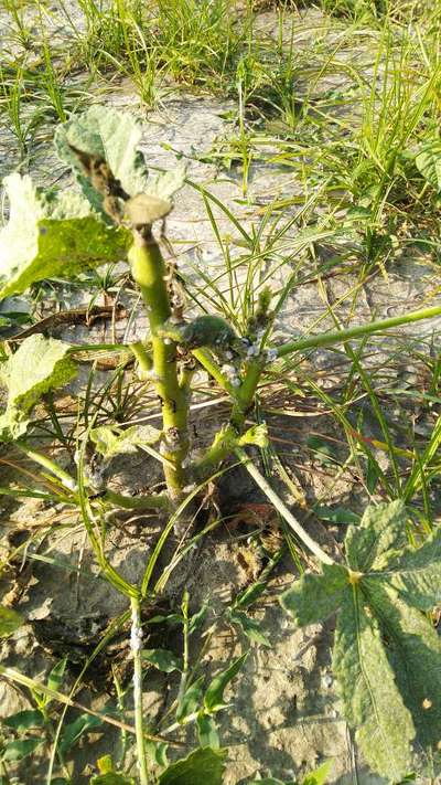 Mealybug - Okra