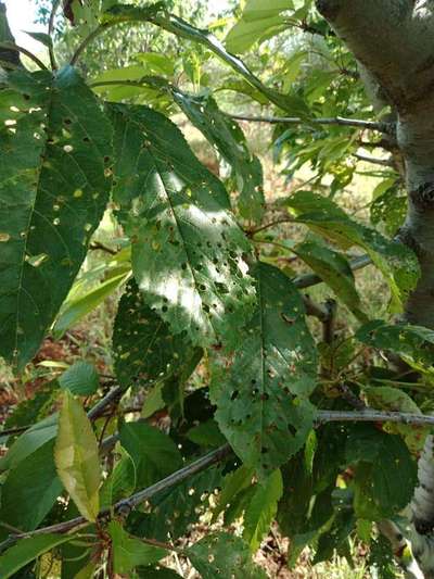Criblure à Coryneum - Cerises