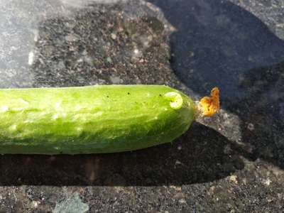 Fall Armyworm - Cucumber