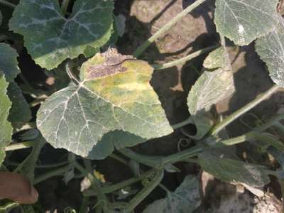 Powdery Mildew - Pumpkin