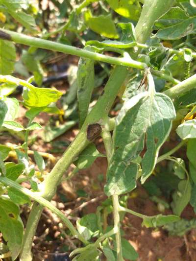 Tomato Late Blight - Tomato