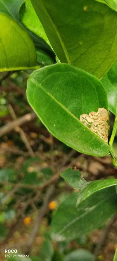 Citrus Leaf Miner - Citrus