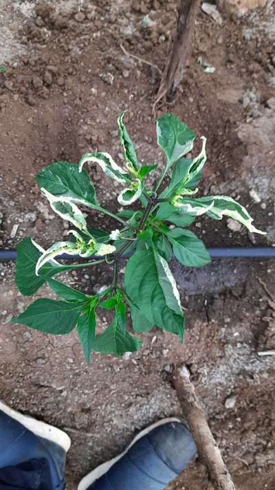 Potassium Deficiency - Capsicum & Chilli