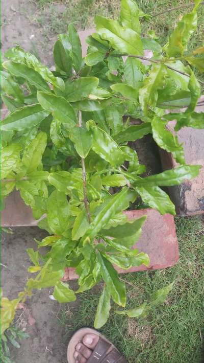 Boron Deficiency - Pomegranate