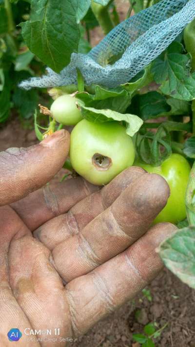 Bright Line Brown Eye - Tomato