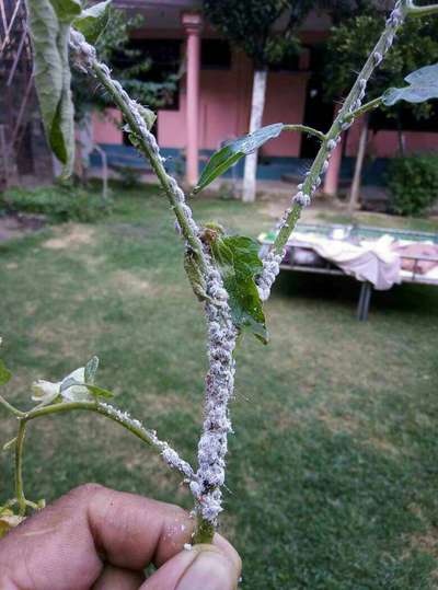 Mealybug - Tomato