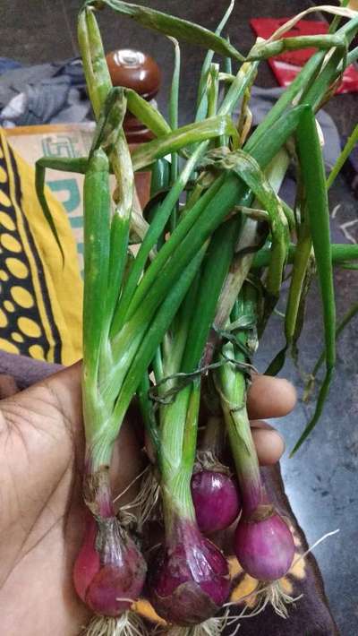 ಫುಸಾರಿಯಮ್ ವಿಲ್ಟ್ - ಈರುಳ್ಳಿ