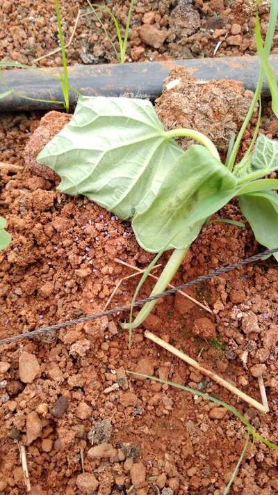 Damping-Off of Seedlings - Cucumber